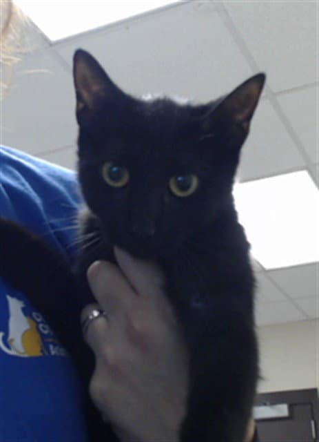 Unknown - Domestic Short Hair