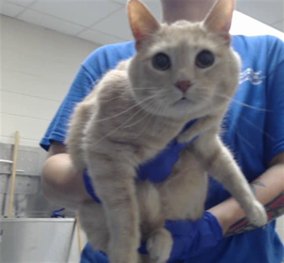Marshmallow - Domestic Short Hair