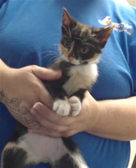 Suzie - Domestic Short Hair