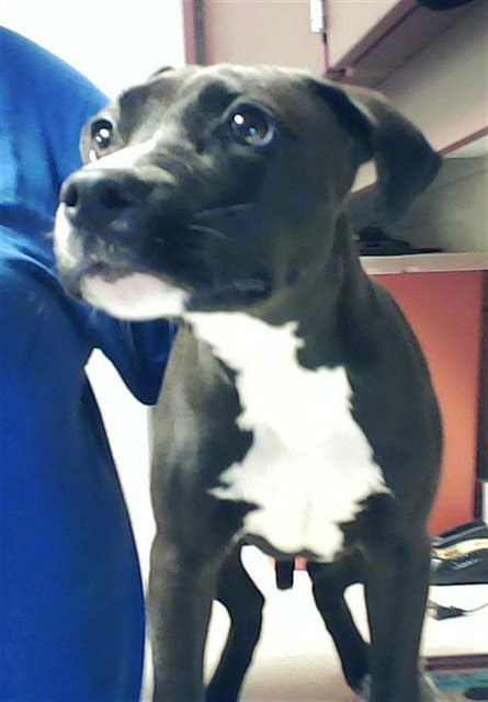 Jax - Pit Bull Terrier