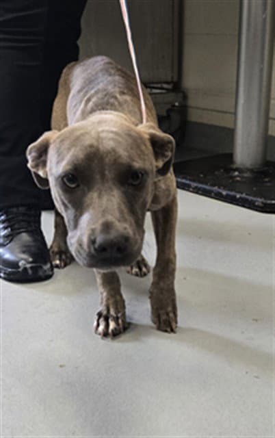Little Mama - Pit Bull Terrier
