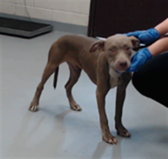 Mac - Pit Bull Terrier