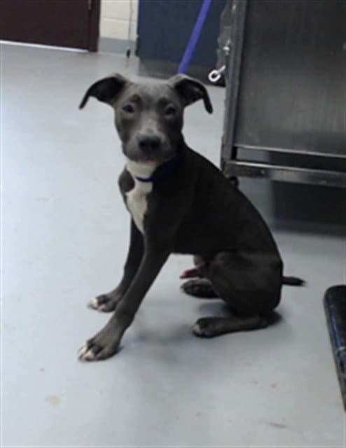 Bosco - Pit Bull Terrier
