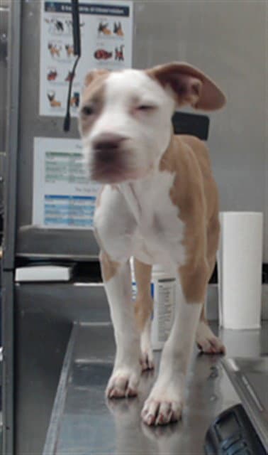 Unknown - Pit Bull Terrier