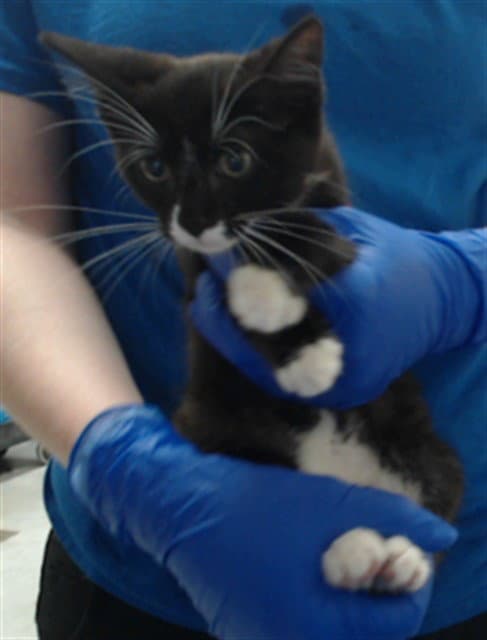 Unknown - Domestic Short Hair