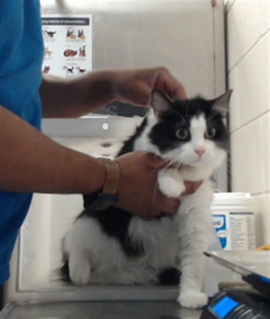Unknown - Domestic Medium Hair