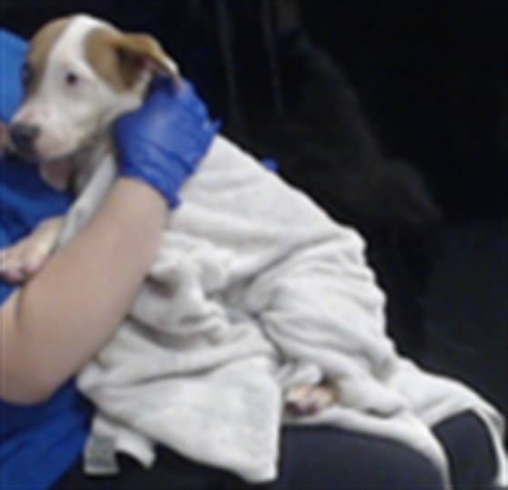 Unknown - Pit Bull Terrier