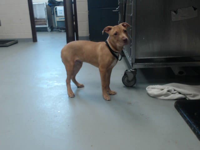 Unknown - Pit Bull Terrier