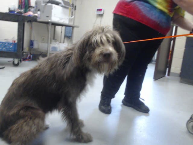 Unknown - Otterhound