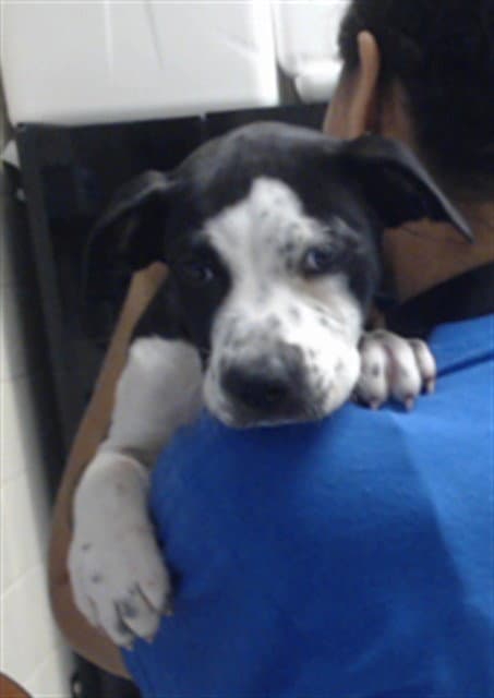 Oreo - Pit Bull Terrier