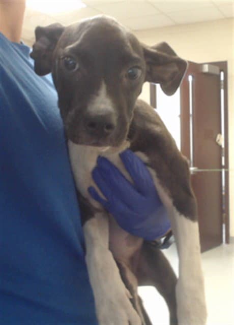 Unknown - Pit Bull Terrier