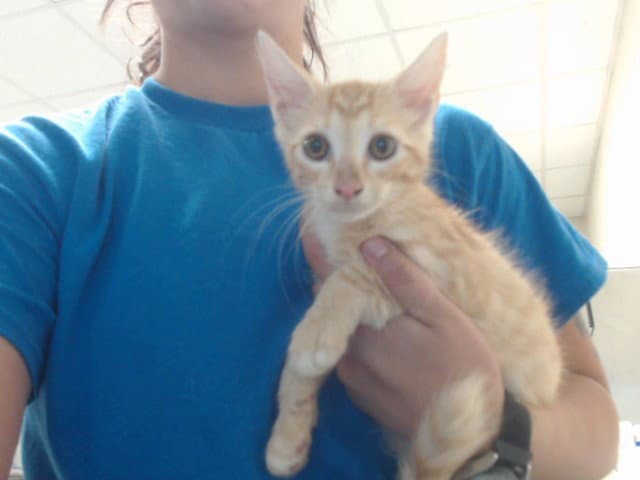 Unknown - Domestic Short Hair