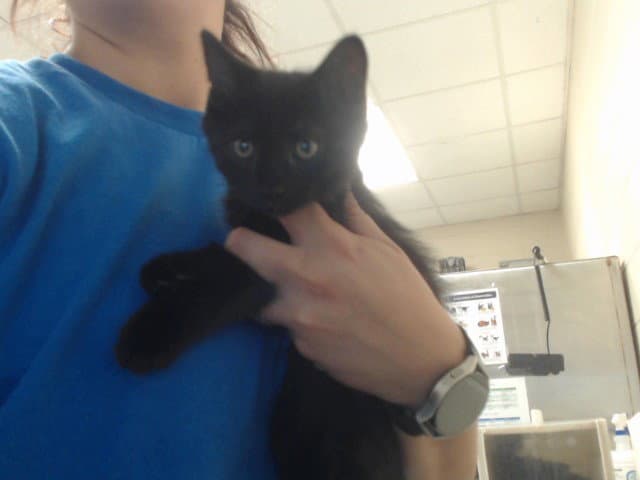 Unknown - Domestic Medium Hair