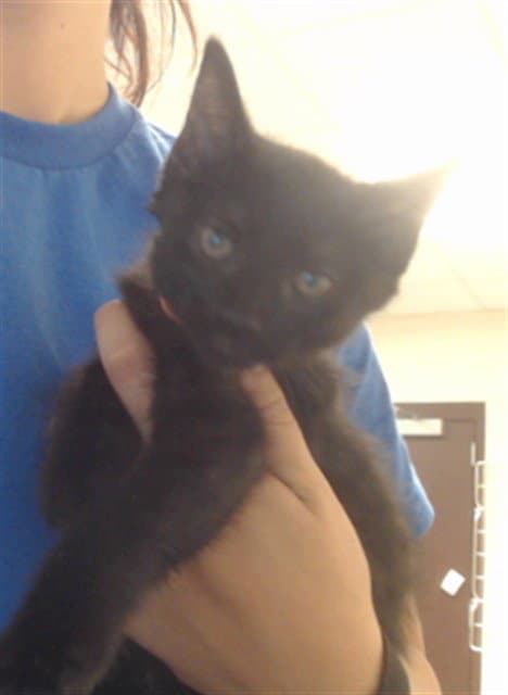 Unknown - Domestic Medium Hair