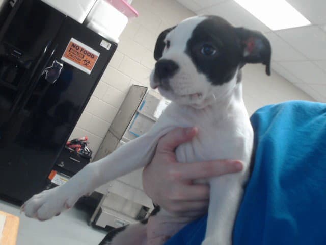 Angel - Pit Bull Terrier