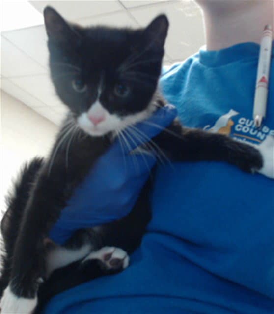 Unknown - Domestic Short Hair