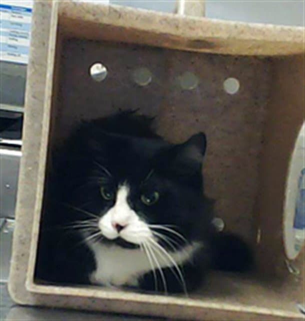 Franklin - Domestic Long Hair