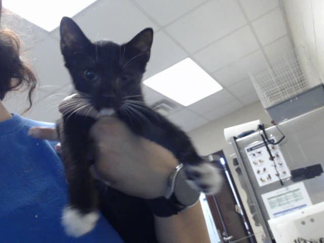 Unknown - Domestic Short Hair