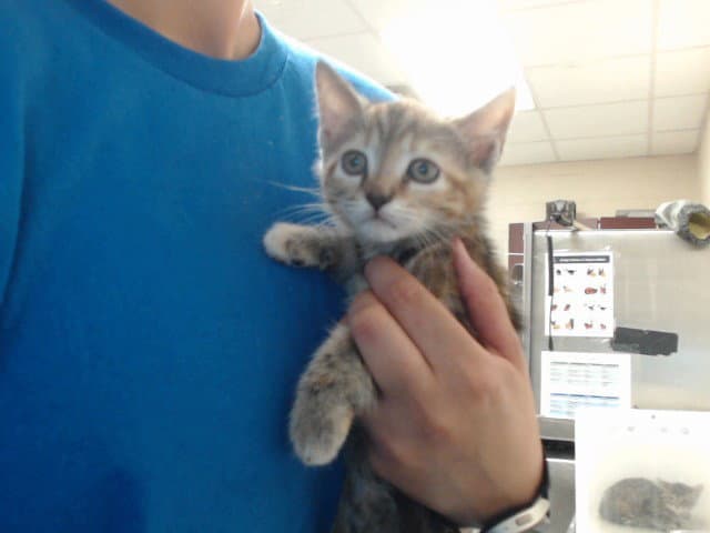 Unknown - Domestic Short Hair