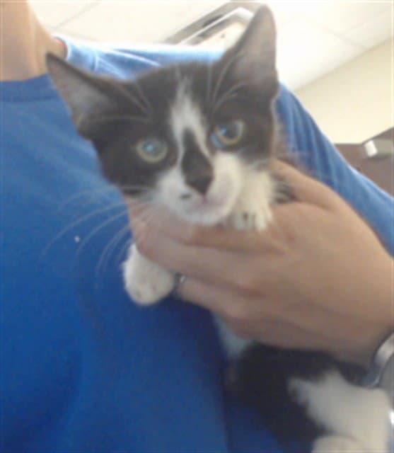 Scrat - Domestic Medium Hair