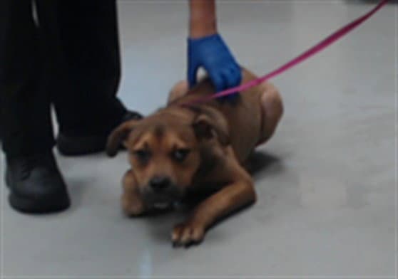 Unknown - Pit Bull Terrier