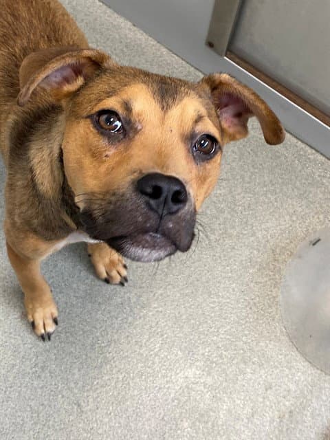 Unknown - Pit Bull Terrier