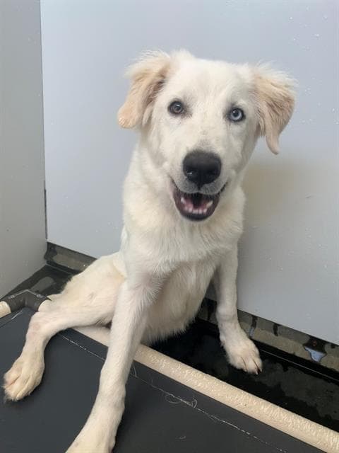 Baron - Great Pyrenees