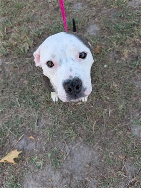 Sugar - Pit Bull Terrier