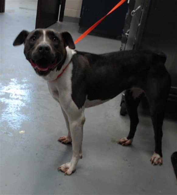 Luna - Pit Bull Terrier