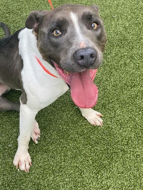 Luna - Pit Bull Terrier