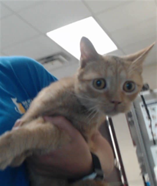Unknown - Domestic Short Hair