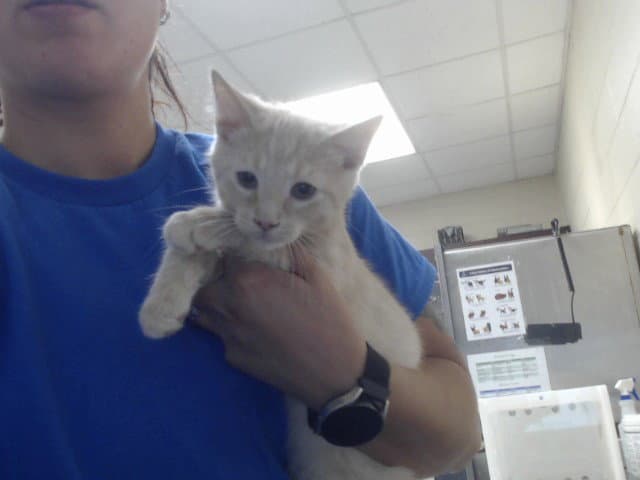 Unknown - Domestic Short Hair
