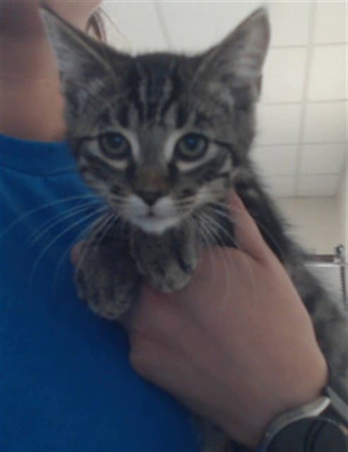 Unknown - Domestic Short Hair