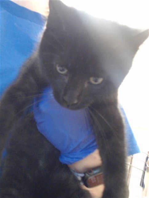Unknown - Domestic Short Hair