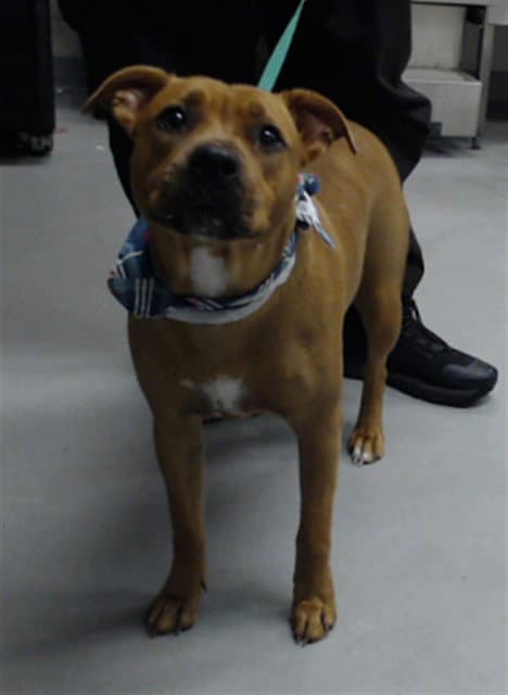 Cc - Pit Bull Terrier
