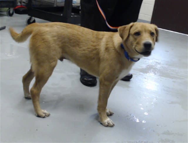 Diego - Labrador Retriever