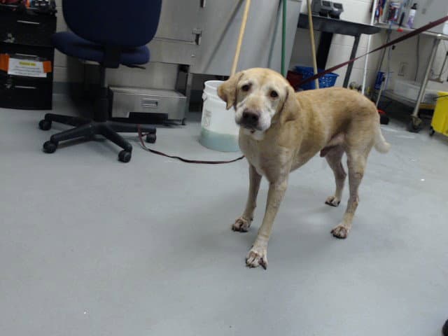 Lucky - Labrador Retriever