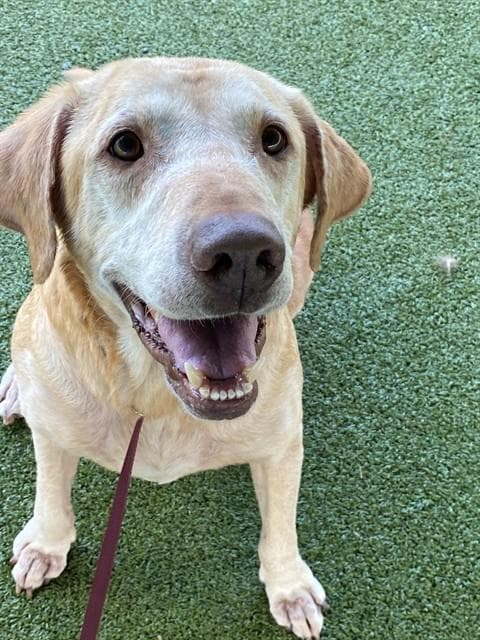 Lucky - Labrador Retriever