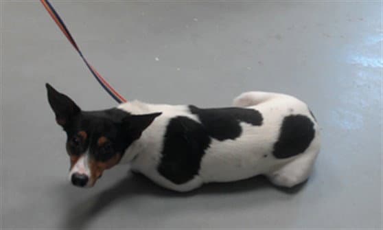 Faye - Rat Terrier