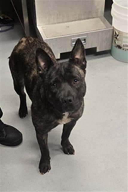 Pixel - Pit Bull Terrier