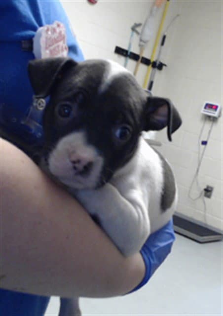 Miss Piggy - Pit Bull Terrier