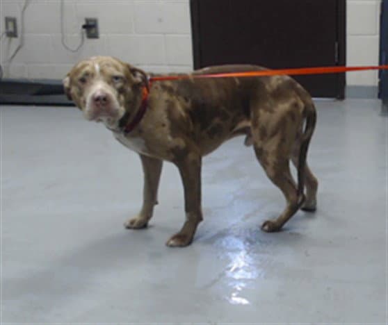 Richard - Pit Bull Terrier