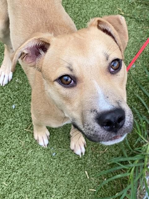 Mugsy - Pit Bull Terrier