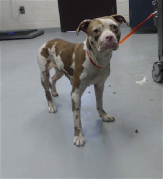 Unknown - Pit Bull Terrier