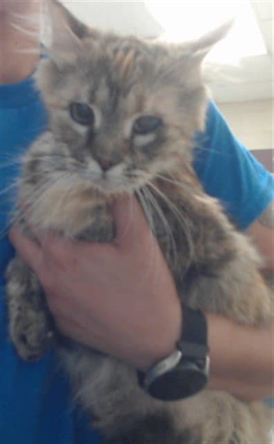 Unknown - Domestic Medium Hair