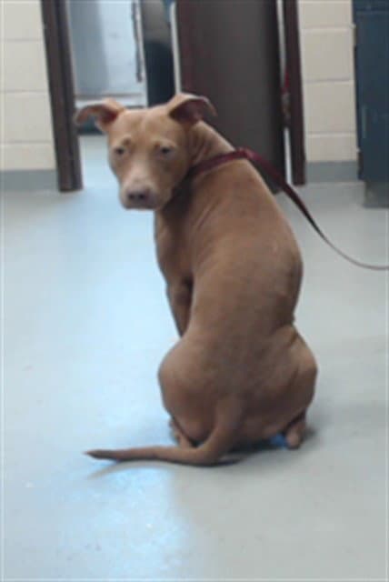 Mae - Pit Bull Terrier