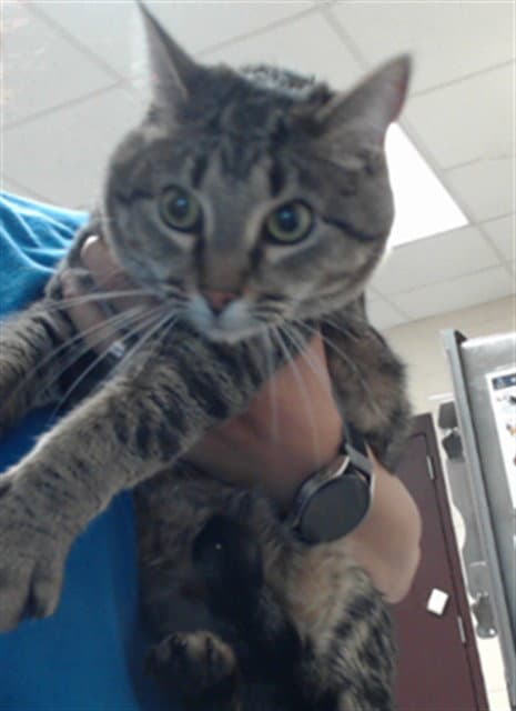 Sadie - Domestic Short Hair