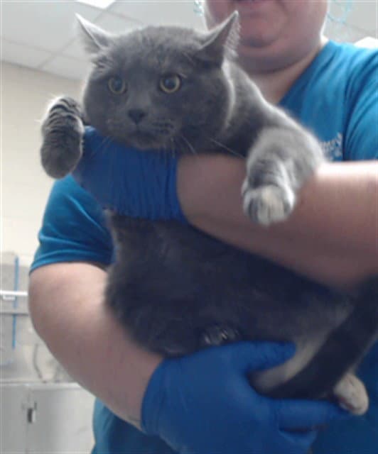 Hermoine - Domestic Short Hair