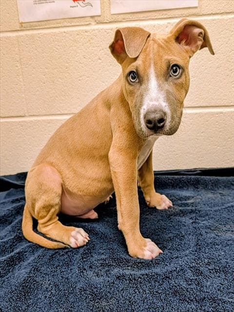 Aslan - Pit Bull Terrier