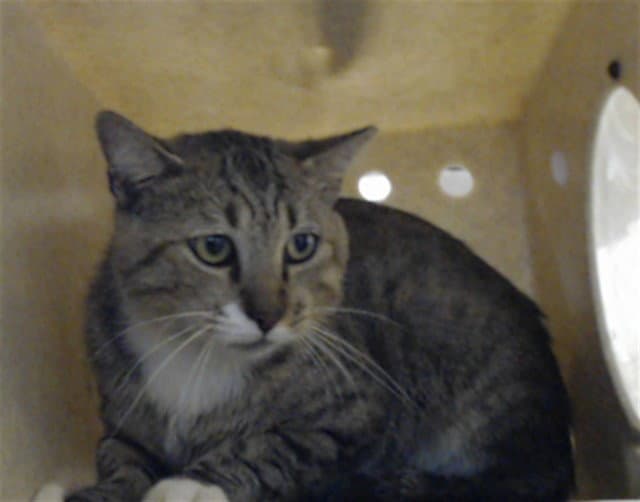 Unknown - Domestic Short Hair